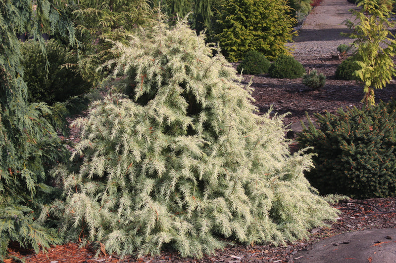 Cedrus deodara 'Silver Mist' Himalayan Cedar