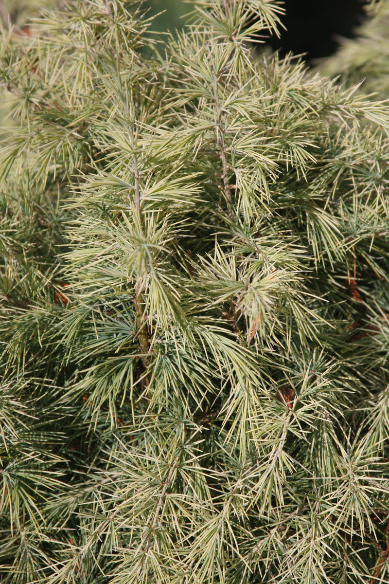 Cedrus deodara 'Silver Mist' Himalayan Cedar