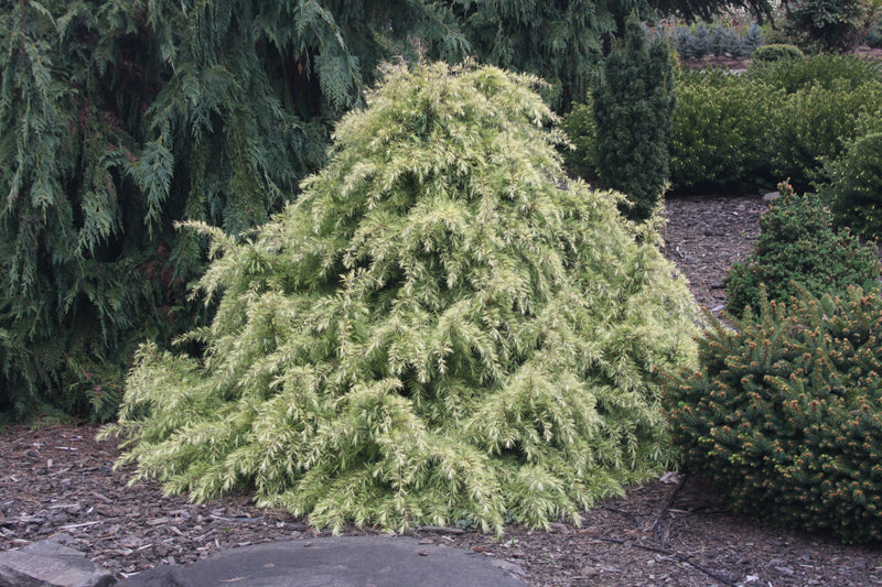 Cedrus deodara 'Silver Mist' Himalayan Cedar