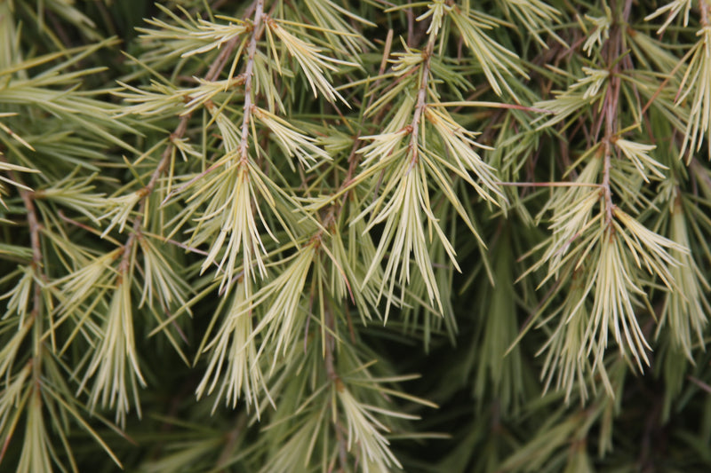 Cedrus deodara 'Silver Mist' Himalayan Cedar