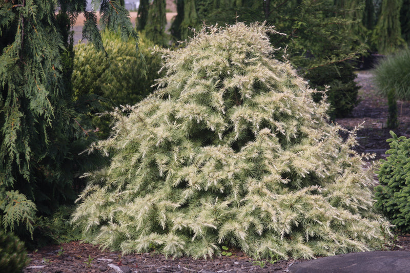 Cedrus deodara 'Silver Mist' Himalayan Cedar