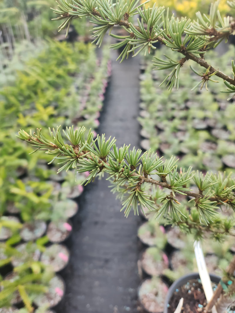 Cedrus atlantica 'Fastigiata' Narrow Atlas Cedar