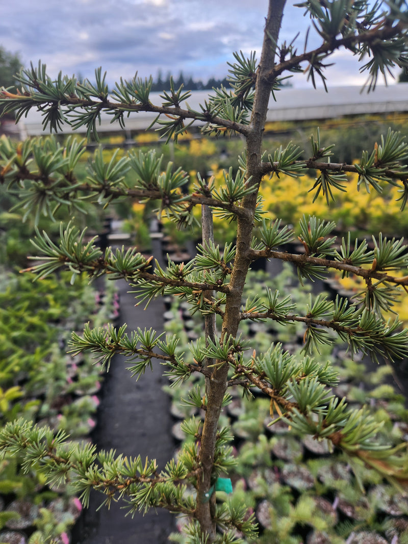 Cedrus atlantica 'Fastigiata' Narrow Atlas Cedar