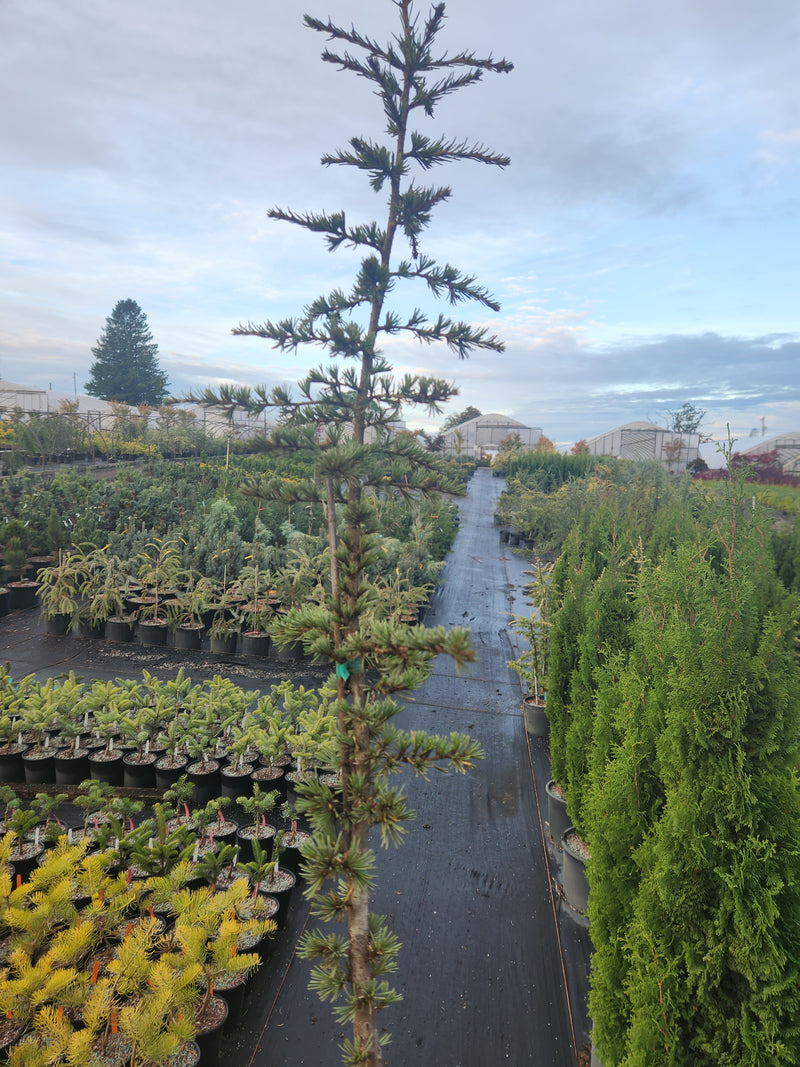 Cedrus atlantica 'Fastigiata' Narrow Atlas Cedar