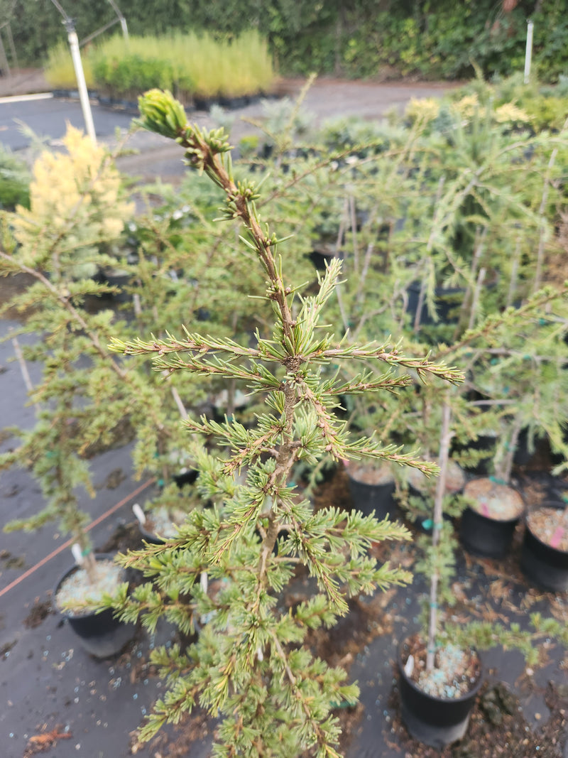 Cedrus atlantica 'Fastigiata' Narrow Atlas Cedar