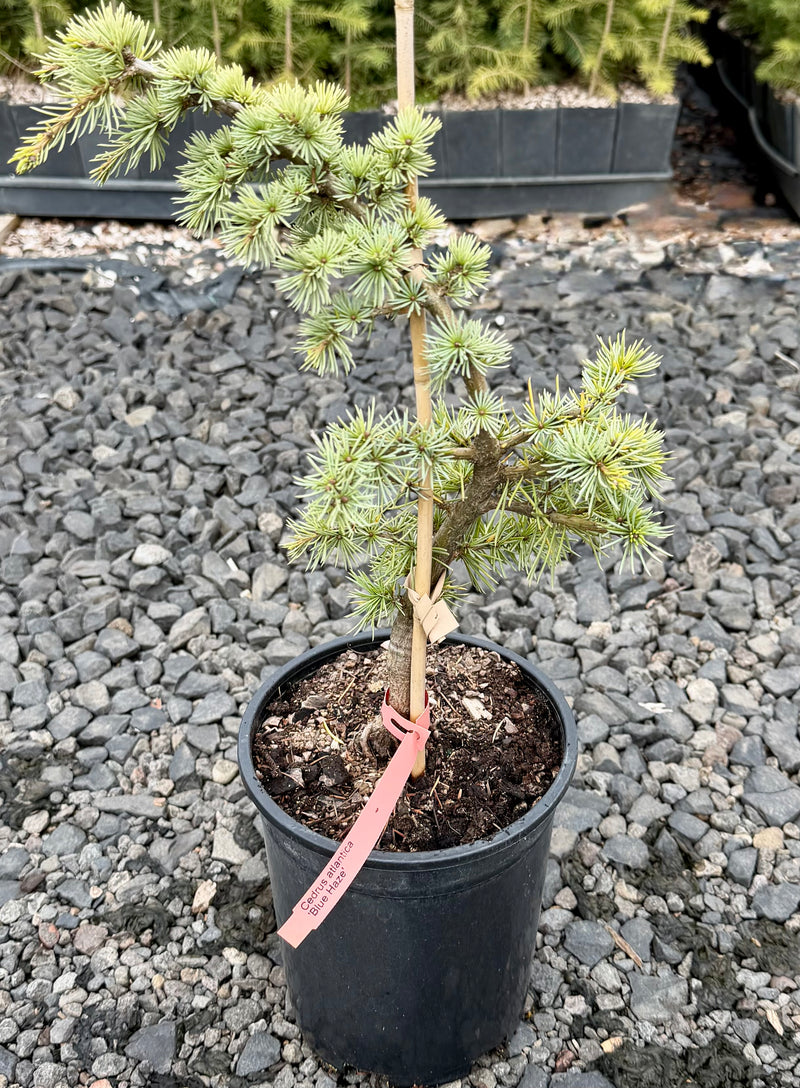 Cedrus atlantica 'Blue Haze' Blue Haze Atlas Cedar