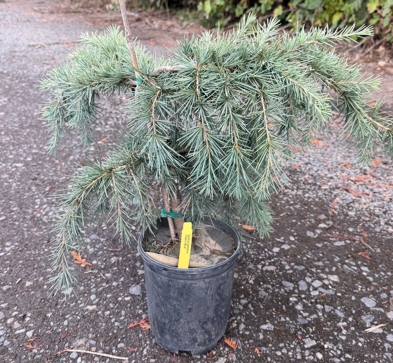 Cedrus deodara 'Feelin Blue' Blue Himalayan Cedar