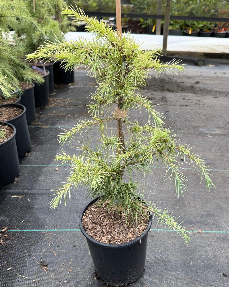 Cedrus deodara 'Silver Mist' Himalayan Cedar