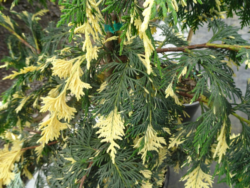 Chamaecyparis nootkatensis 'Hatch' Alaskan Cedar