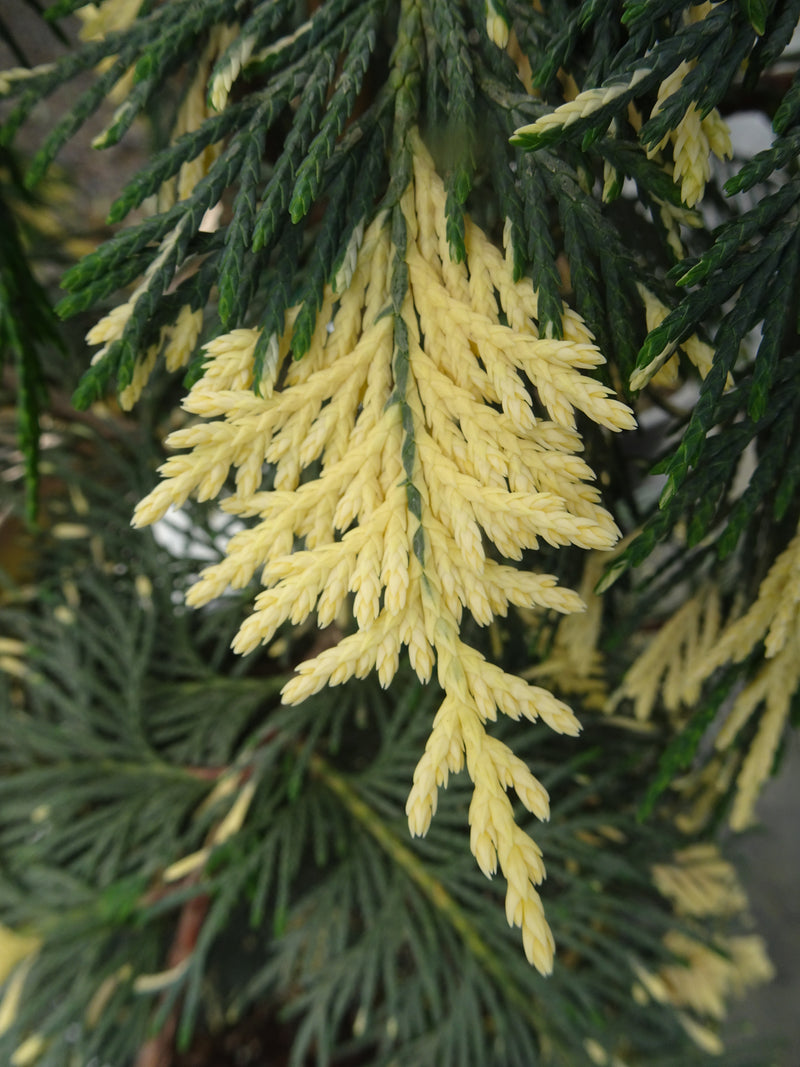 Chamaecyparis nootkatensis 'Hatch' Alaskan Cedar