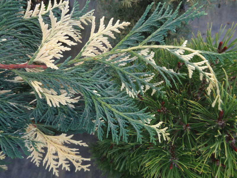 Chamaecyparis nootkatensis 'Hatch' Alaskan Cedar