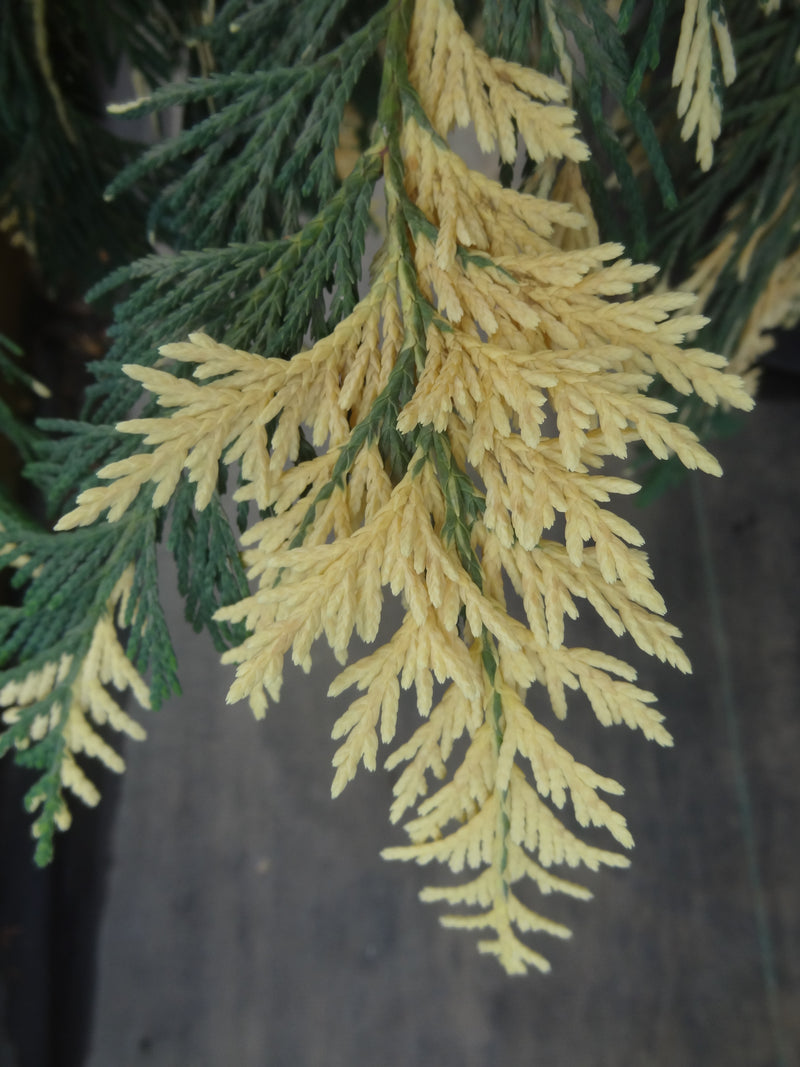 Chamaecyparis nootkatensis 'Hatch' Alaskan Cedar