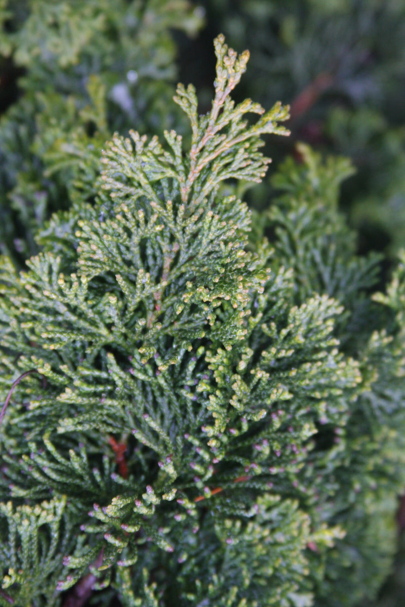 Chamaecyparis obtusa 'Dainty Doll' Hinoki Cypress