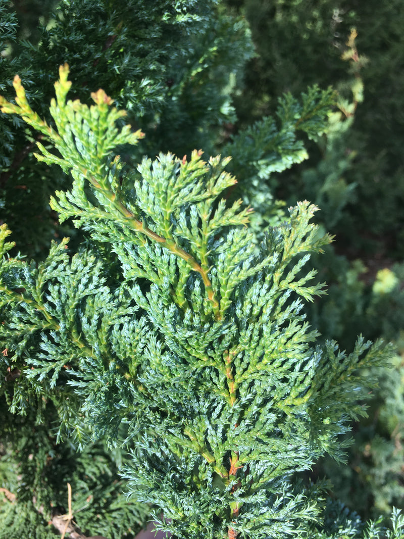 Chamaecyparis obtusa 'Gimborn's Beauty' Hinoki Cypress