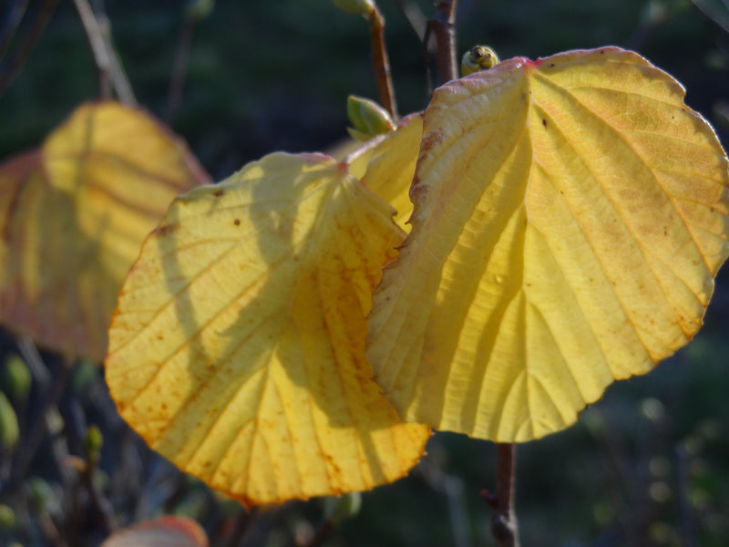 Corylopsis gotana Fragrant Winter Hazel