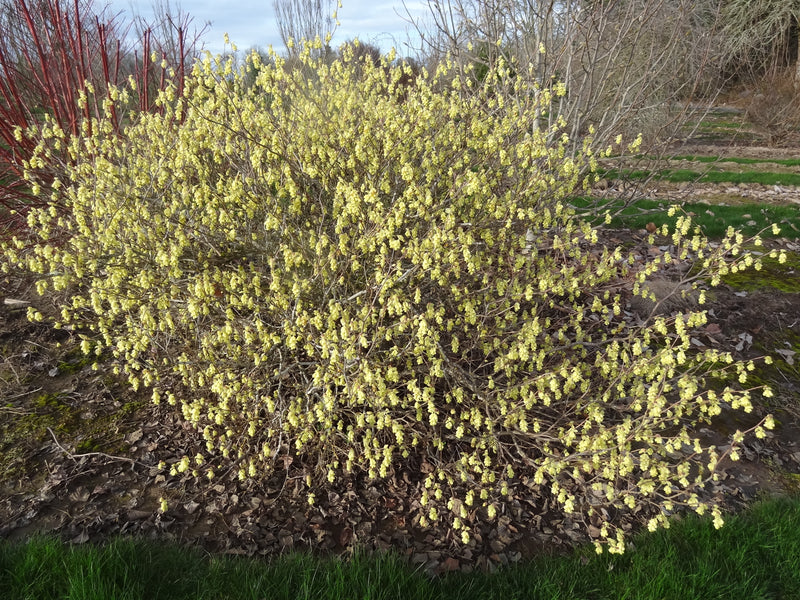 Corylopsis gotana Fragrant Winter Hazel
