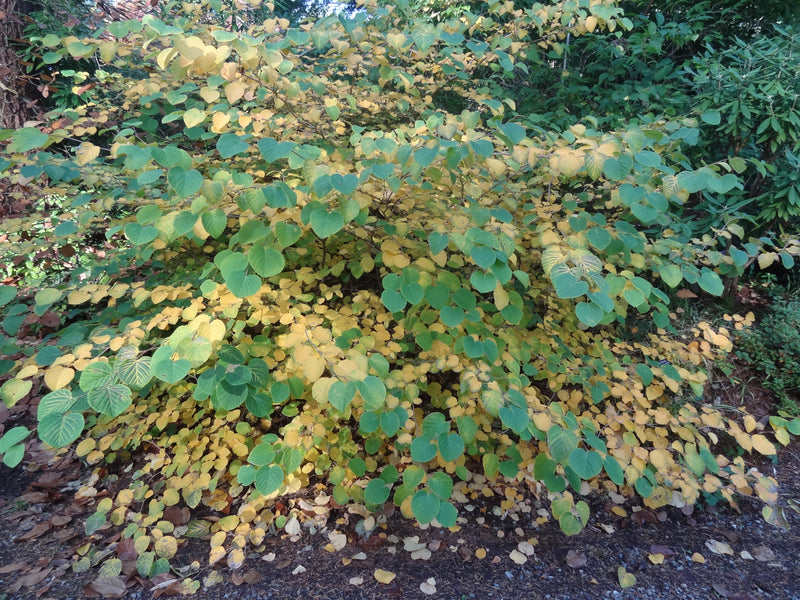 Corylopsis gotana Fragrant Winter Hazel