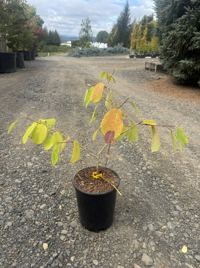 Corylopsis sinensis 'Spring Purple' Lavender Chinese Winter Hazel