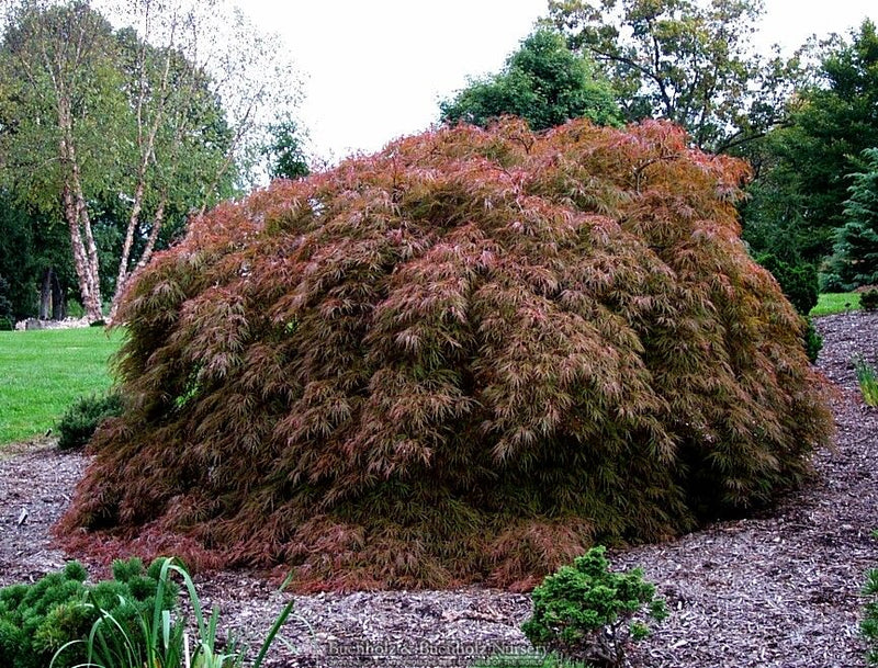 Acer palmatum 'Crimson Queen' Laceleaf Japanese Maple