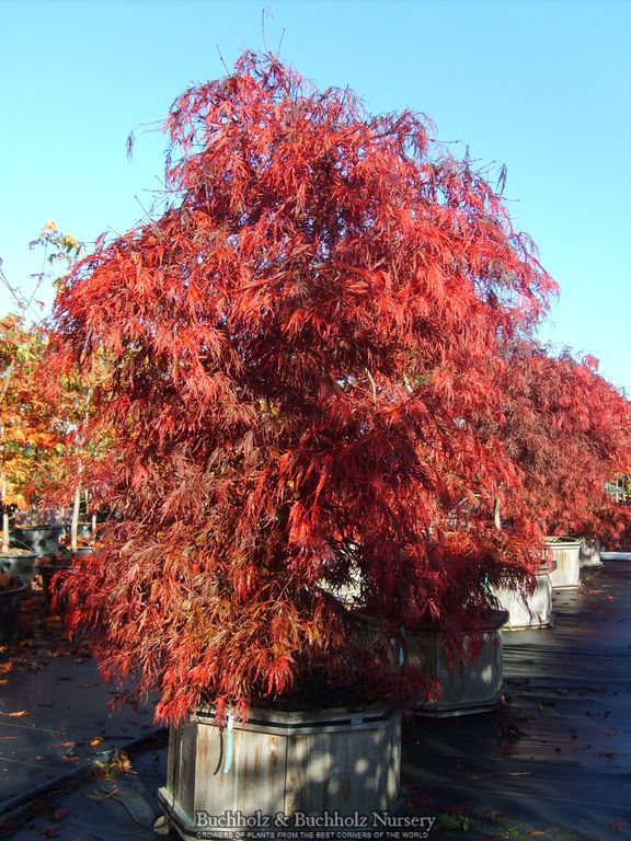 Acer palmatum 'Crimson Queen' Laceleaf Japanese Maple