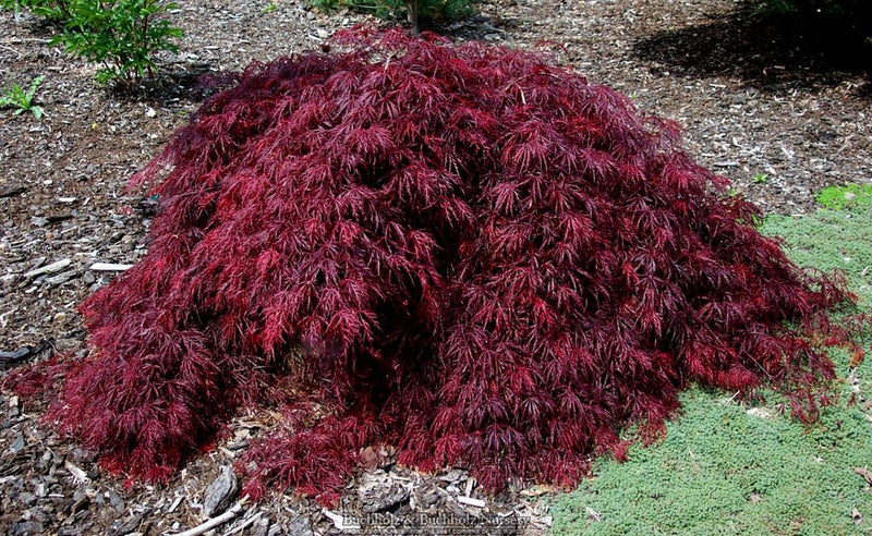 Acer palmatum 'Crimson Queen' Laceleaf Japanese Maple