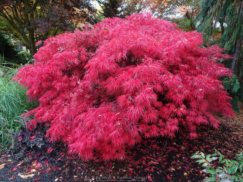 Acer palmatum 'Crimson Queen' Laceleaf Japanese Maple