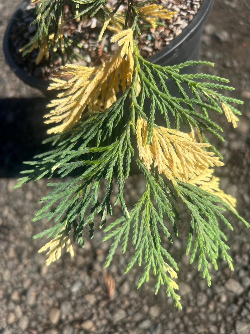Chamaecyparis nootkatensis 'Hatch' Alaskan Cedar