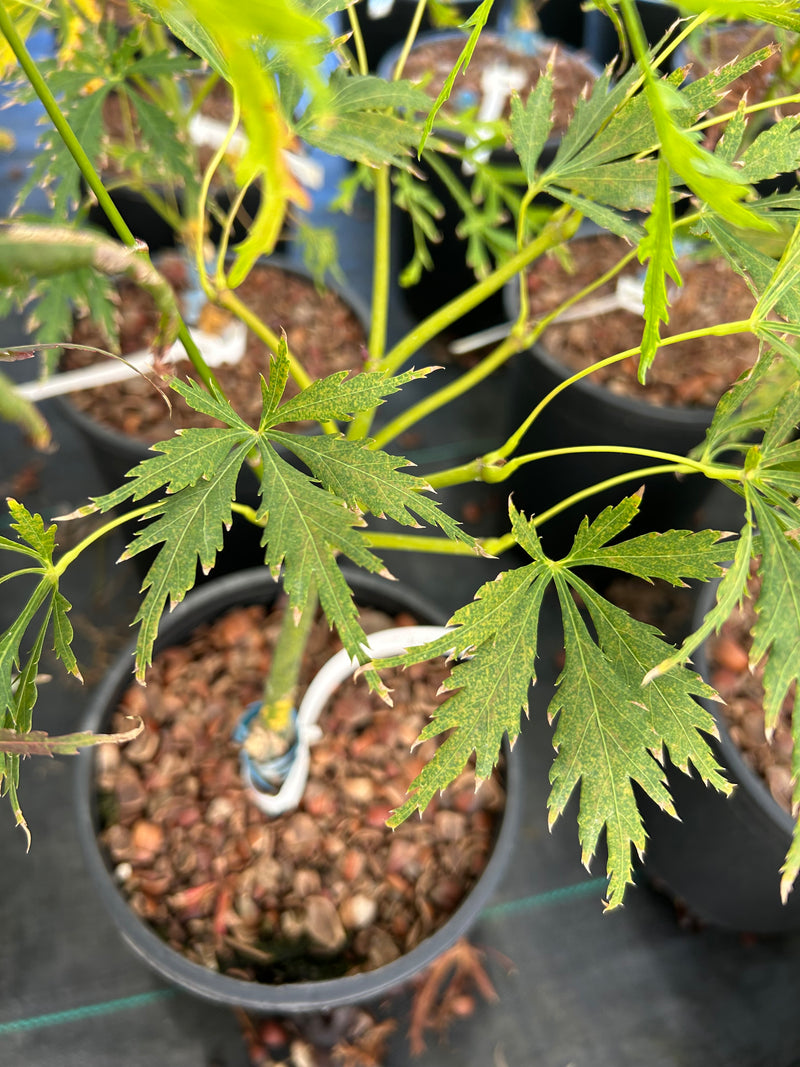Acer palmatum 'Germaine's Gyration' Weeping Japanese Maple