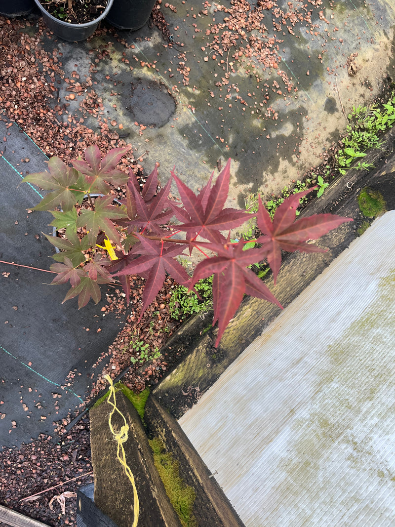 Acer oliverianum 'Hot Sauce' Japanese Maple