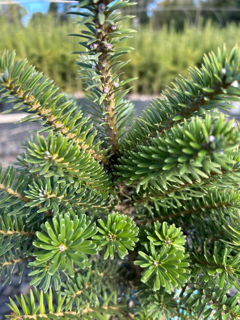 Abies koreana 'Gait' Korean Fir Grafted on Abie firma