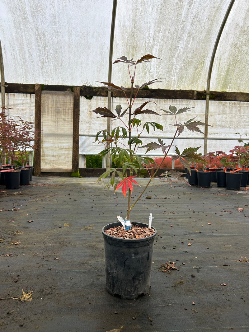 Acer shirasawanum 'Royalty' Red Full Moon Japanese Maple