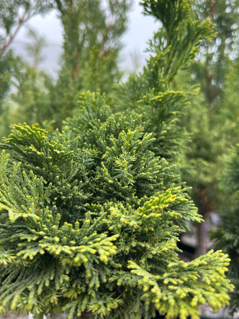 Chamaecyparis obtusa 'Gimborn's Beauty' Hinoki Cypress
