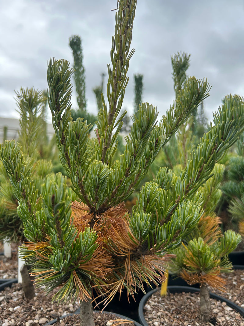 Pinus parviflora 'Aoba jo' Japanese White Pine