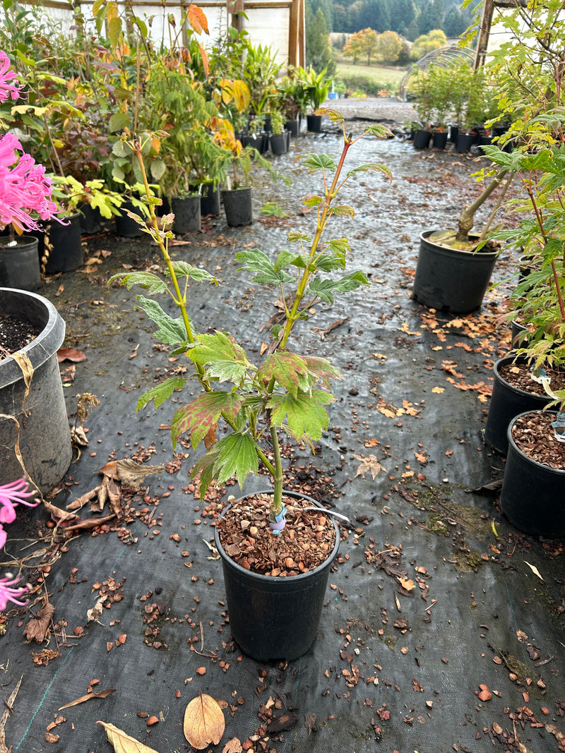 Acer japonicum 'Giant Moon' Acer japonicum 'Giant Moon'