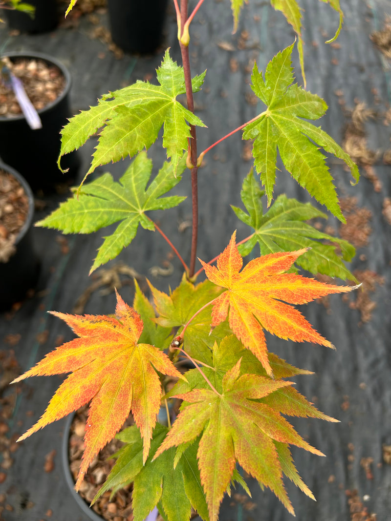 Acer palmatum 'Festival' Japanese Maple
