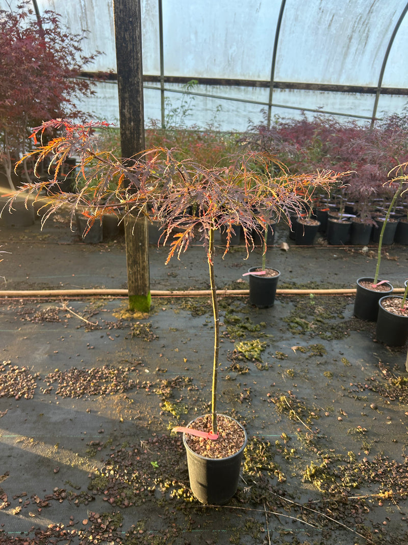 Acer palmatum 'Garnet' Japanese Maple