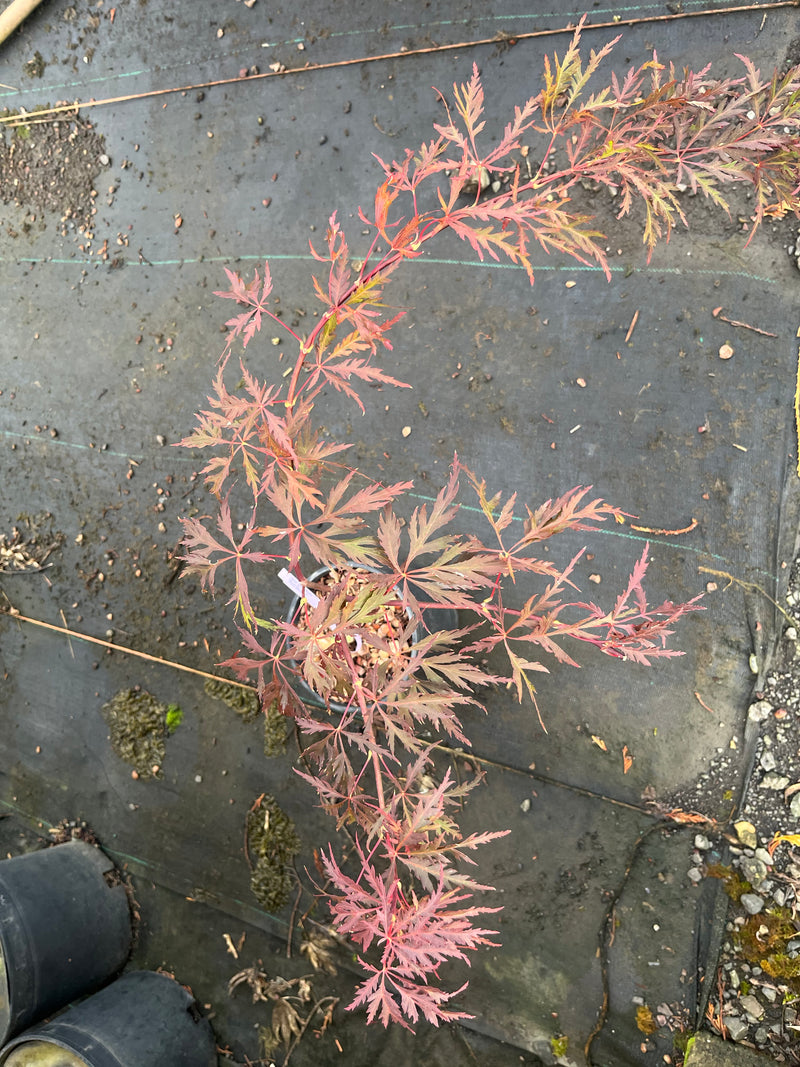 Acer palmatum 'Red Dragon' Weeping Red Japanese Maple