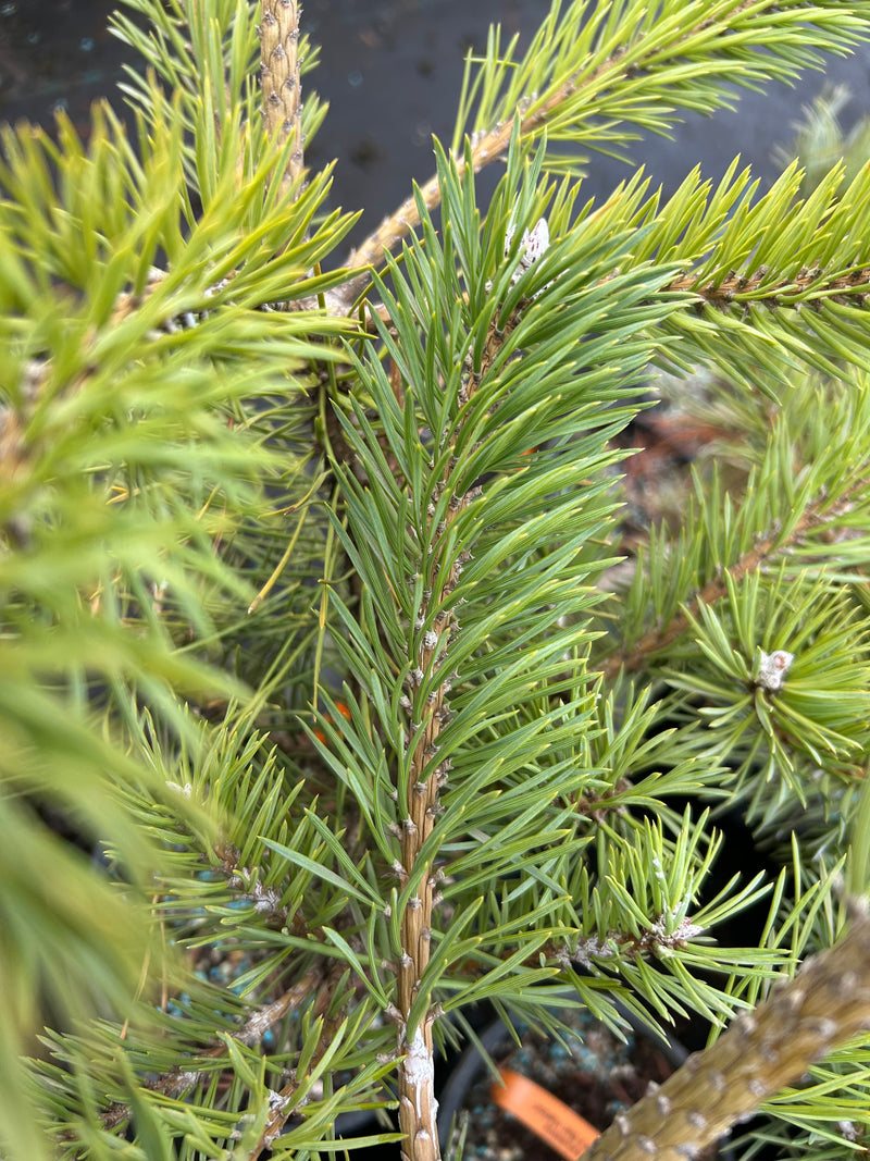 Pinus sylvestris 'Duple's Bar Harbor' Dwarf Scots Pine
