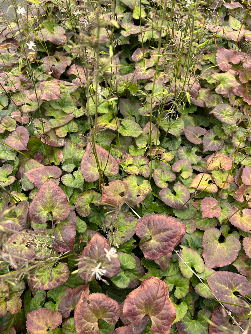 Beesia deltophylla