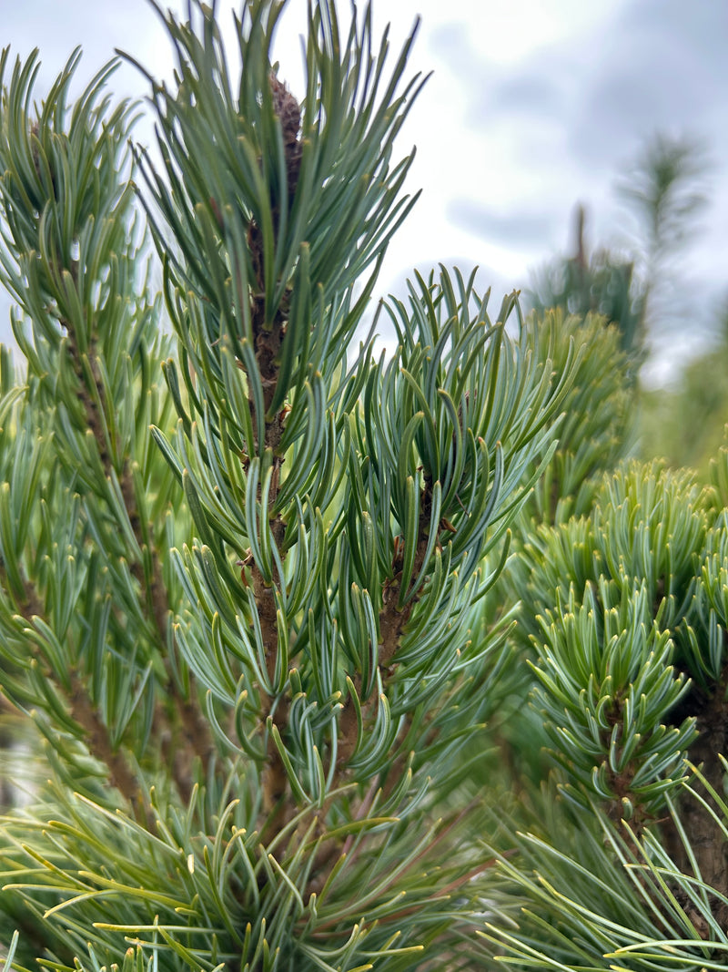 Pinus parviflora 'Blue Lou' Dwarf Japanese White Pine