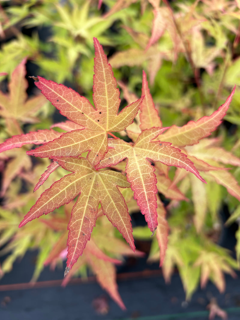 Acer oliverianum 'Hot Blonde' Golden Japanese Maple