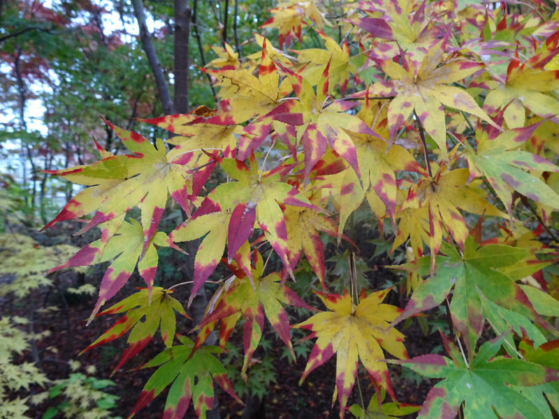 Acer palmatum 'Orange Dream' Japanese Maple
