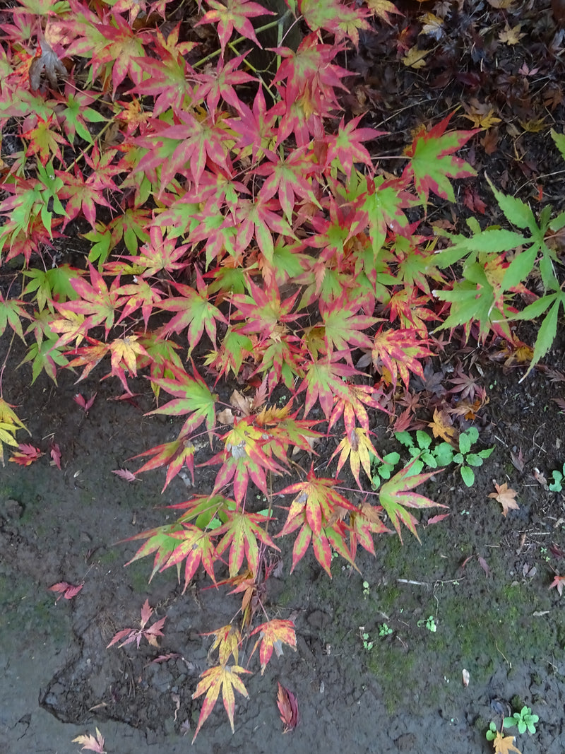 Acer palmatum 'Orange Dream' Japanese Maple