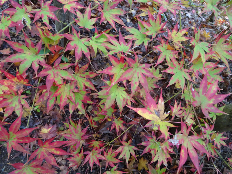 Acer palmatum 'Orange Dream' Japanese Maple