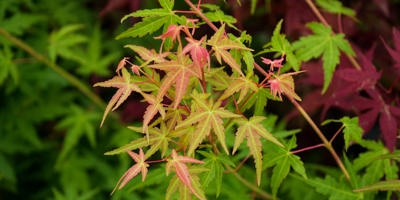 Acer palmatum 'La Diabla Sport' Japanese Maple