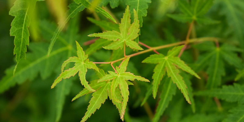 Acer palmatum 'La Diabla Sport' Japanese Maple