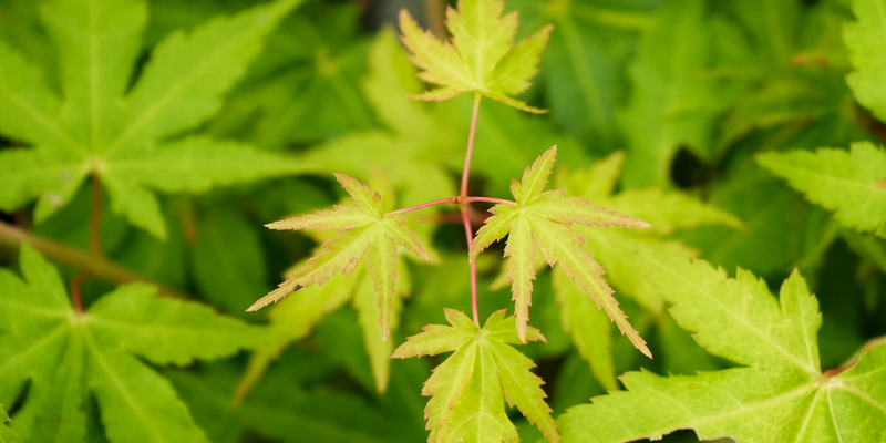 Acer palmatum 'La Diabla Sport' Japanese Maple