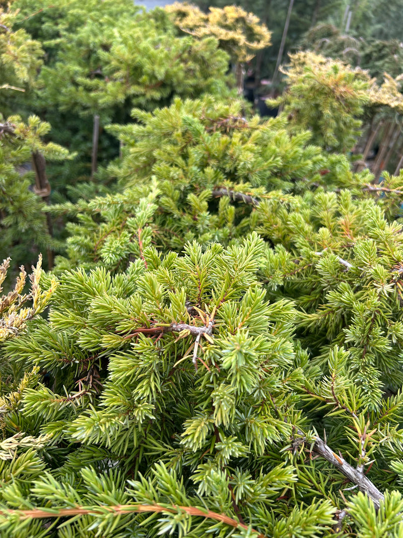 Juniperus conferta 'Blue Lagoon' Shore Juniper