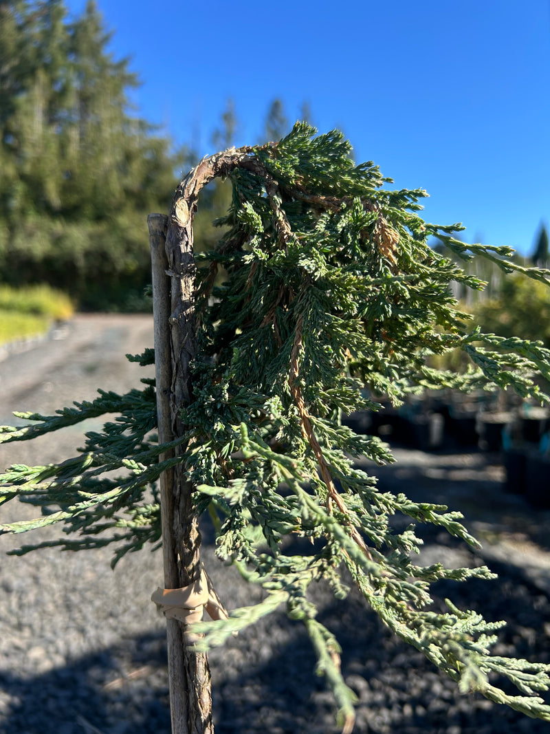 Juniperus horizontalis 'Pancake' Creeping Juniper