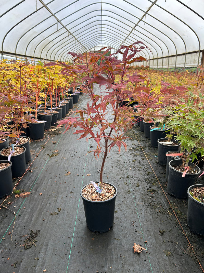 Acer circinatum 'Pacific Fire' Coral Bark Japanese Maple